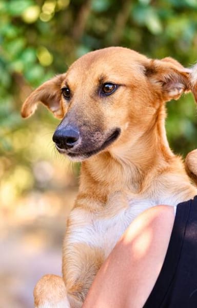 Toffee (Kreta) -Kleine Pfoten- großes Herz!