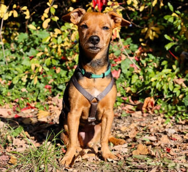 MISS JESSY, treue Begleiterin mit Charme