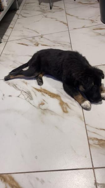 Patricia, schwarz ist bunt genug