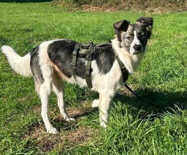 Hütehund sucht erfahrenes Zuhause