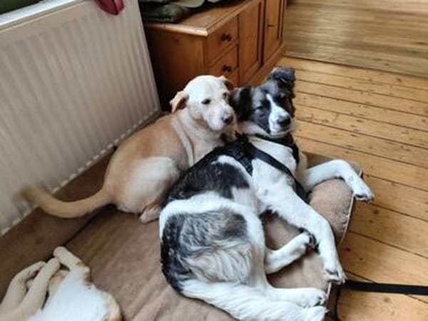 Hütehund sucht erfahrenes Zuhause