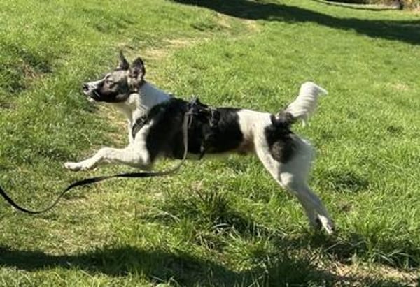Hütehund sucht erfahrenes Zuhause