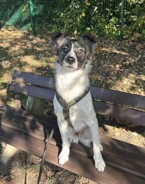 Hütehund sucht erfahrenes Zuhause