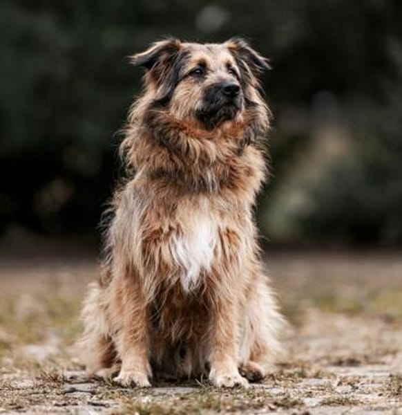 SLY sucht seinen Menschen mit Hundeverstand