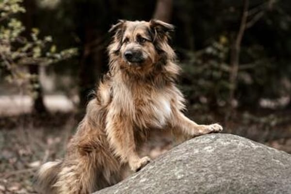 SLY sucht seinen Menschen mit Hundeverstand