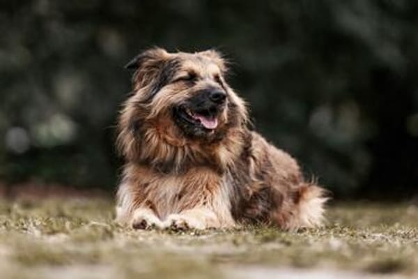 SLY sucht seinen Menschen mit Hundeverstand