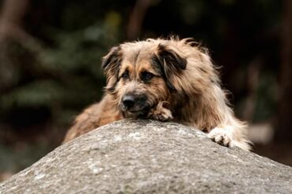 SLY sucht seinen Menschen mit Hundeverstand
