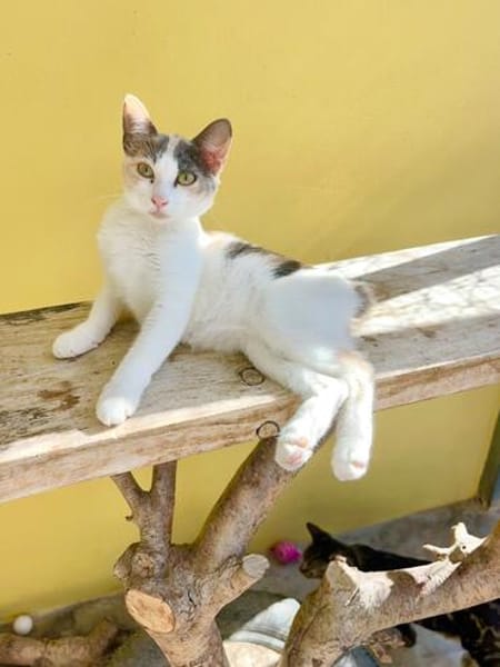 Liebe Katzenkinder Cali und Eddie