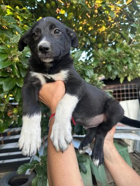bobby (m ~6 monate) auf der suche nach seinem glück