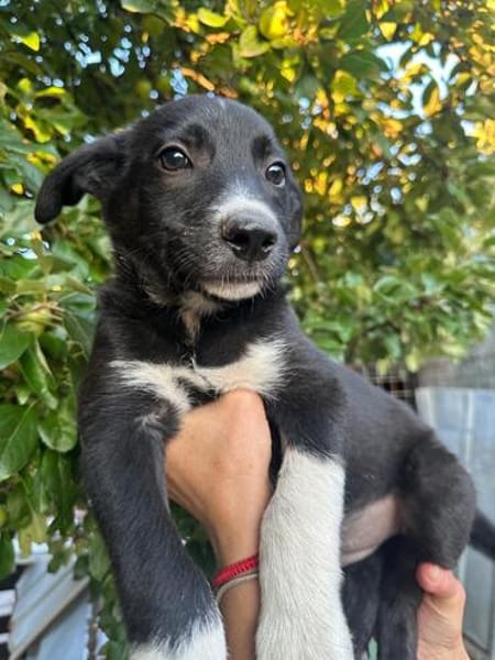 bobby (m ~6 monate) auf der suche nach seinem glück