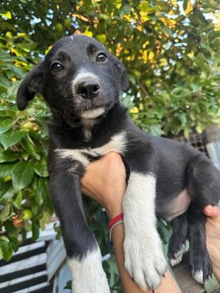 bobby (m ~6 monate) auf der suche nach seinem glück