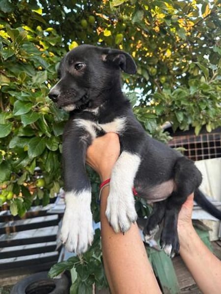 bobby (m ~6 monate) auf der suche nach seinem glück