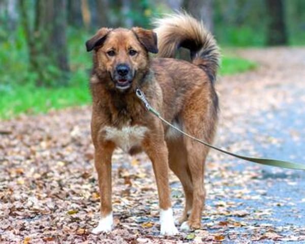 Stattlicher Begleiter mit viel Potenzial: Grisha