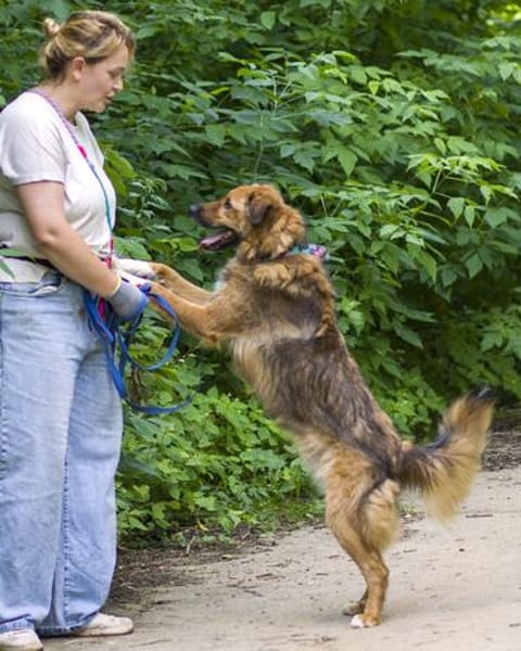 Stattlicher Begleiter mit viel Potenzial: Grisha