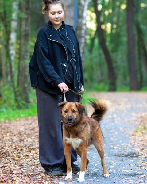 Stattlicher Begleiter mit viel Potenzial: Grisha