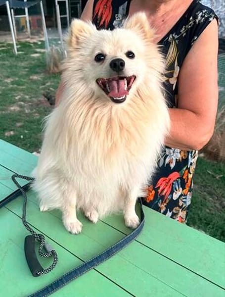 Toto m ~1,5 J sucht power frauchen/ herrchen