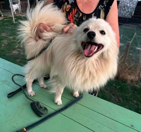 Toto m ~1,5 J sucht power frauchen/ herrchen