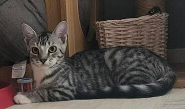 Lilly