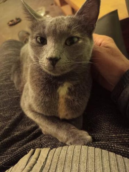 Hanni sucht ihr für immer zu Hause !