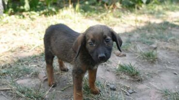 Kleine Welpenseele- Zaria