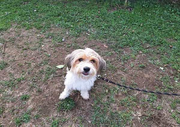 XENA (a trouver sa famille)