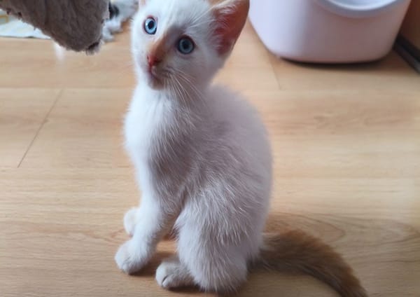 Bluey (réservé)