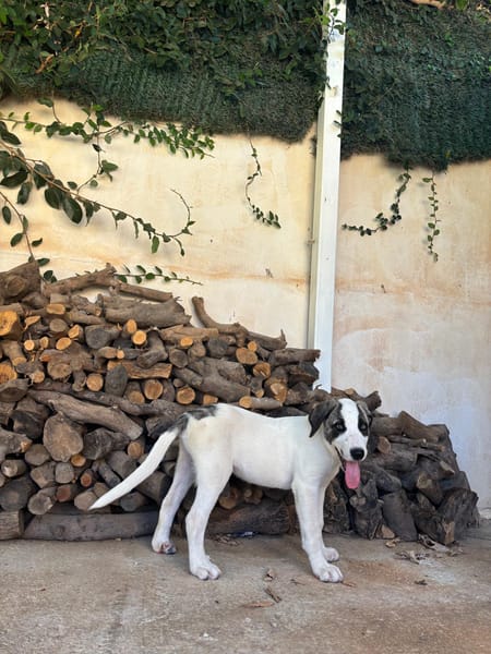 ARES (Martina)