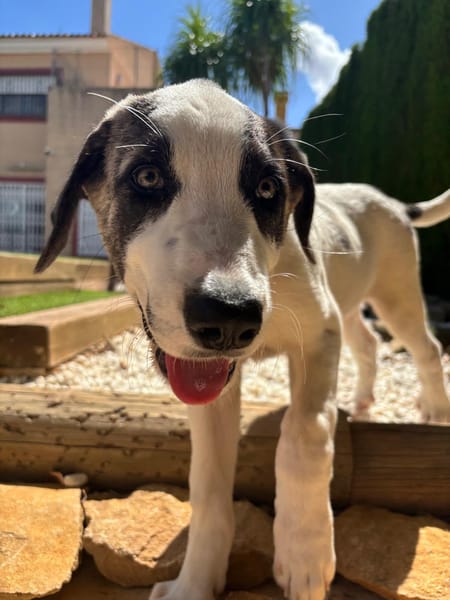 ARES (Martina)