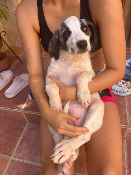 ARES (Martina)