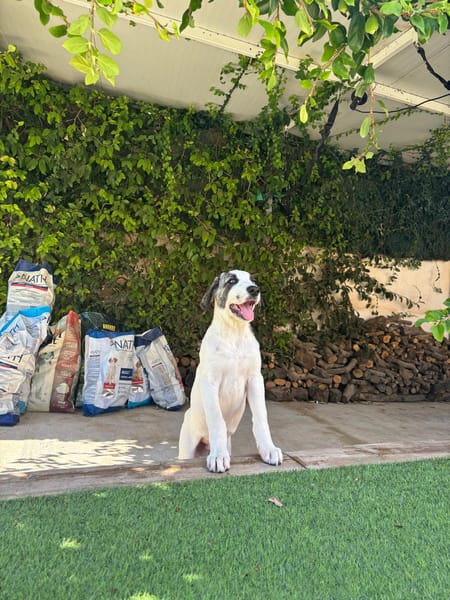 ARES (Martina)