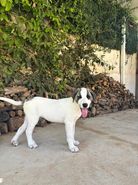 ARES (Martina)