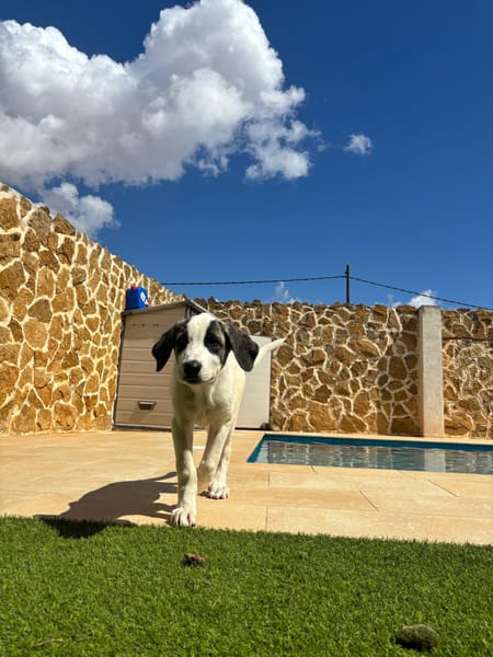 ARES (Martina)