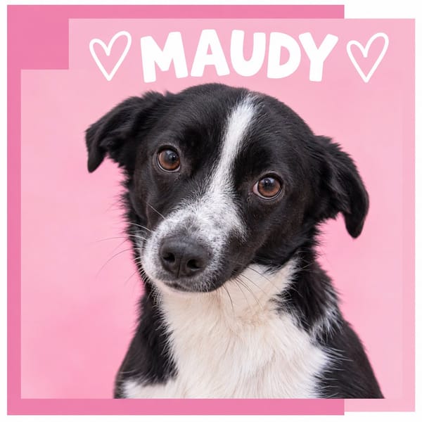 Maudy