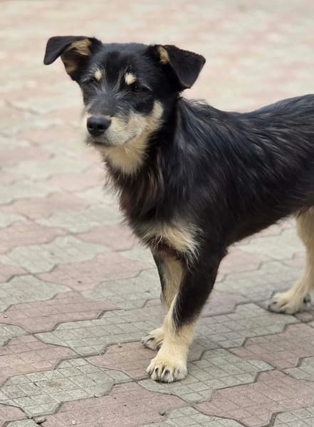 Zorro