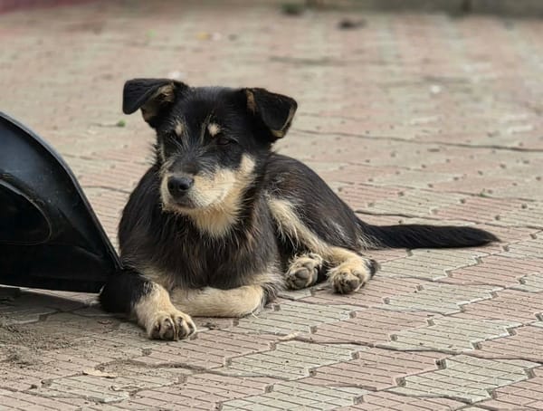 Zorro