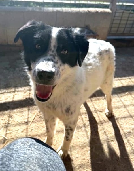Pongo