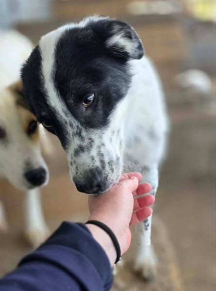 Pongo
