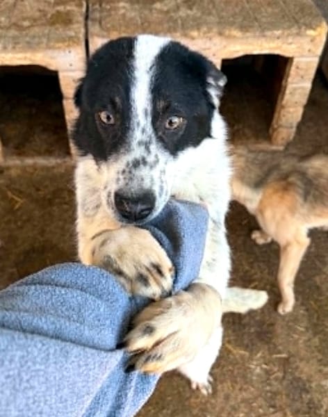 Pongo