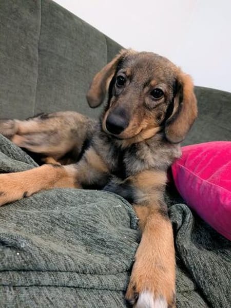 🐾💕 SARISA  EIN ZARTES HUNDEHERZ SUCHT SEIN ZUHAUSE