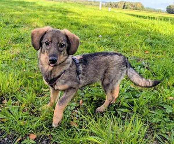 🐾💕 SARISA  EIN ZARTES HUNDEHERZ SUCHT SEIN ZUHAUSE