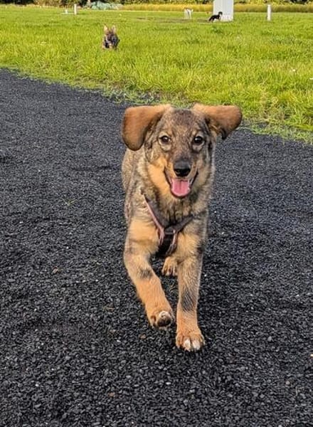 🐾💕 SARISA  EIN ZARTES HUNDEHERZ SUCHT SEIN ZUHAUSE