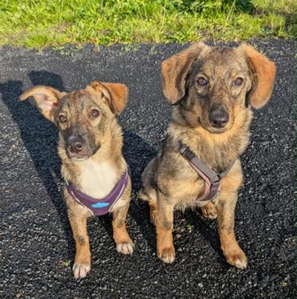 🐾💕 SARISA  EIN ZARTES HUNDEHERZ SUCHT SEIN ZUHAUSE