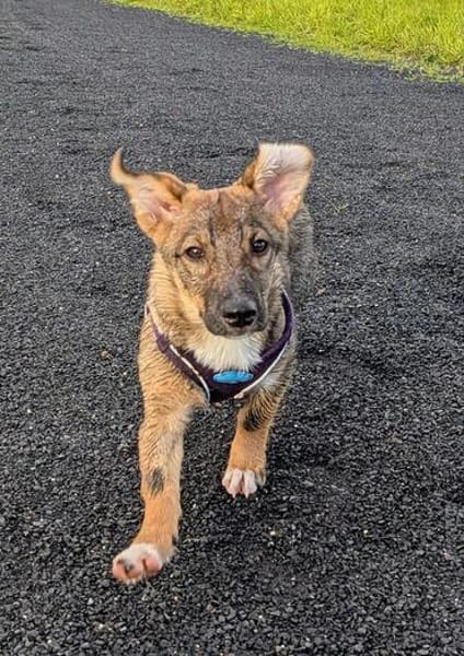 🐾💕 SARITA  KLEINES HUNDEMÄDCHEN SUCHT IHRE MENSCHEN 💕🐾