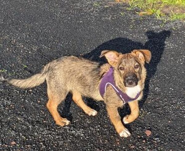 🐾💕 SARITA  KLEINES HUNDEMÄDCHEN SUCHT IHRE MENSCHEN 💕🐾