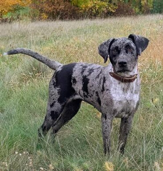 Kinderliebes, agiles Brackenmixmädchen sucht Familie