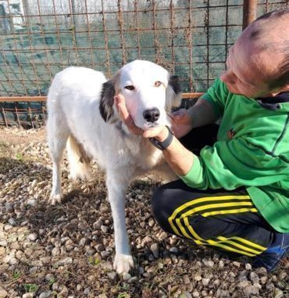TODDY - großer Hund, großes Herz, große