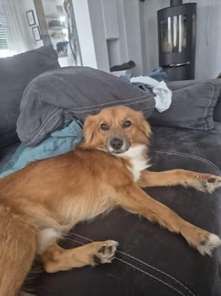 🐾❤ KALLE (ARAMIS) SUCHT SEINEN PLATZ IM LEBEN