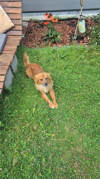 🐾❤ KALLE (ARAMIS) SUCHT SEINEN PLATZ IM LEBEN