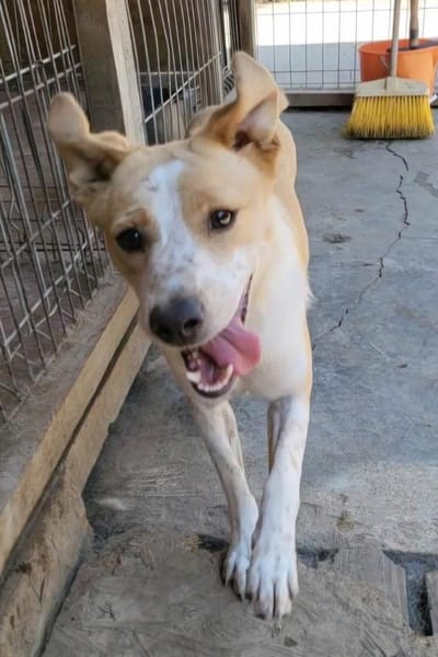 IDEFIX