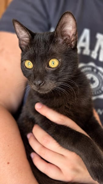 Carlito, neugieriges Pantherkitten, ca. 6 Monate *in 76149 K